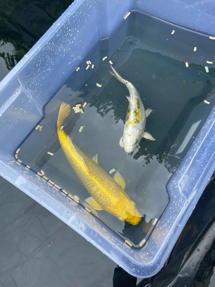 5 x Japanese Koi 8 to 14 cm in length - Image 2