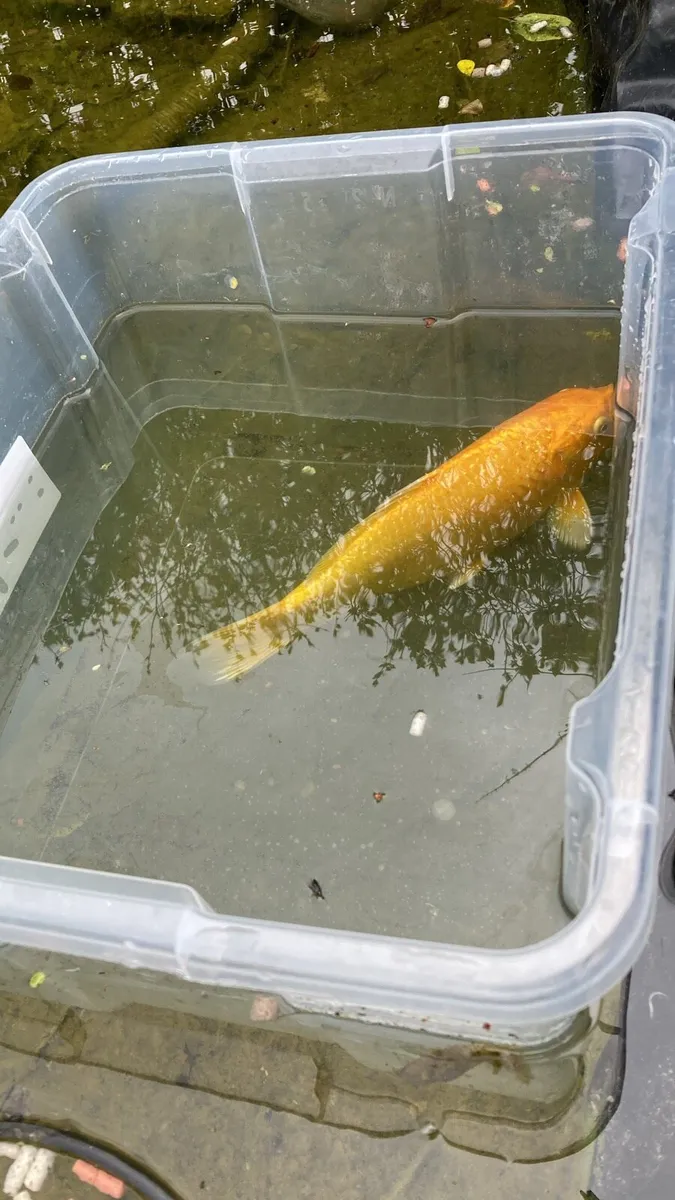 5 x Japanese Koi 8 to 14 cm in length - Image 3