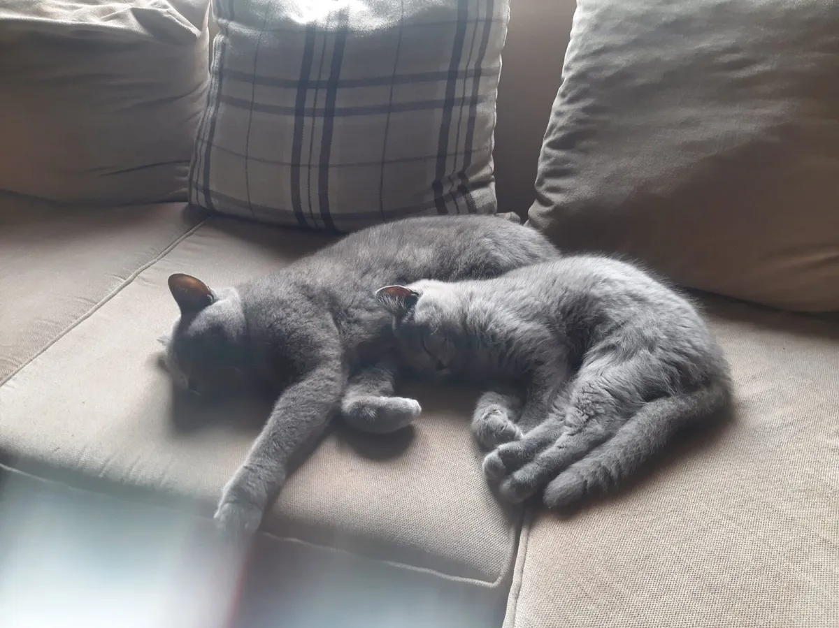 British cats - Image 1