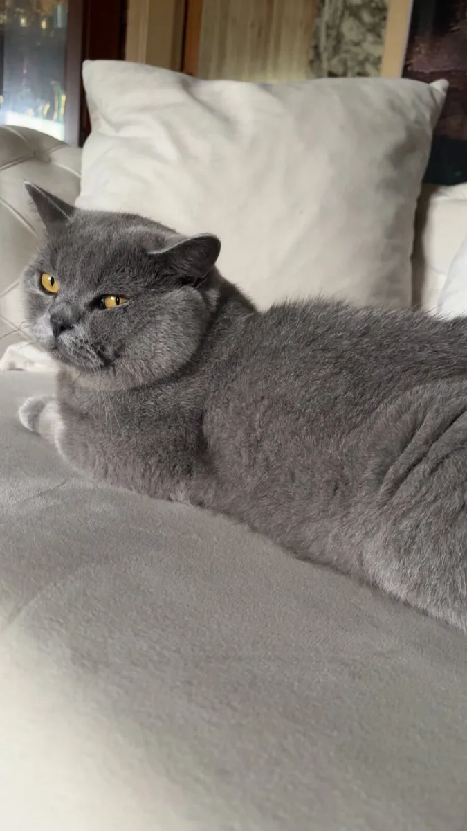 British cats - Image 2