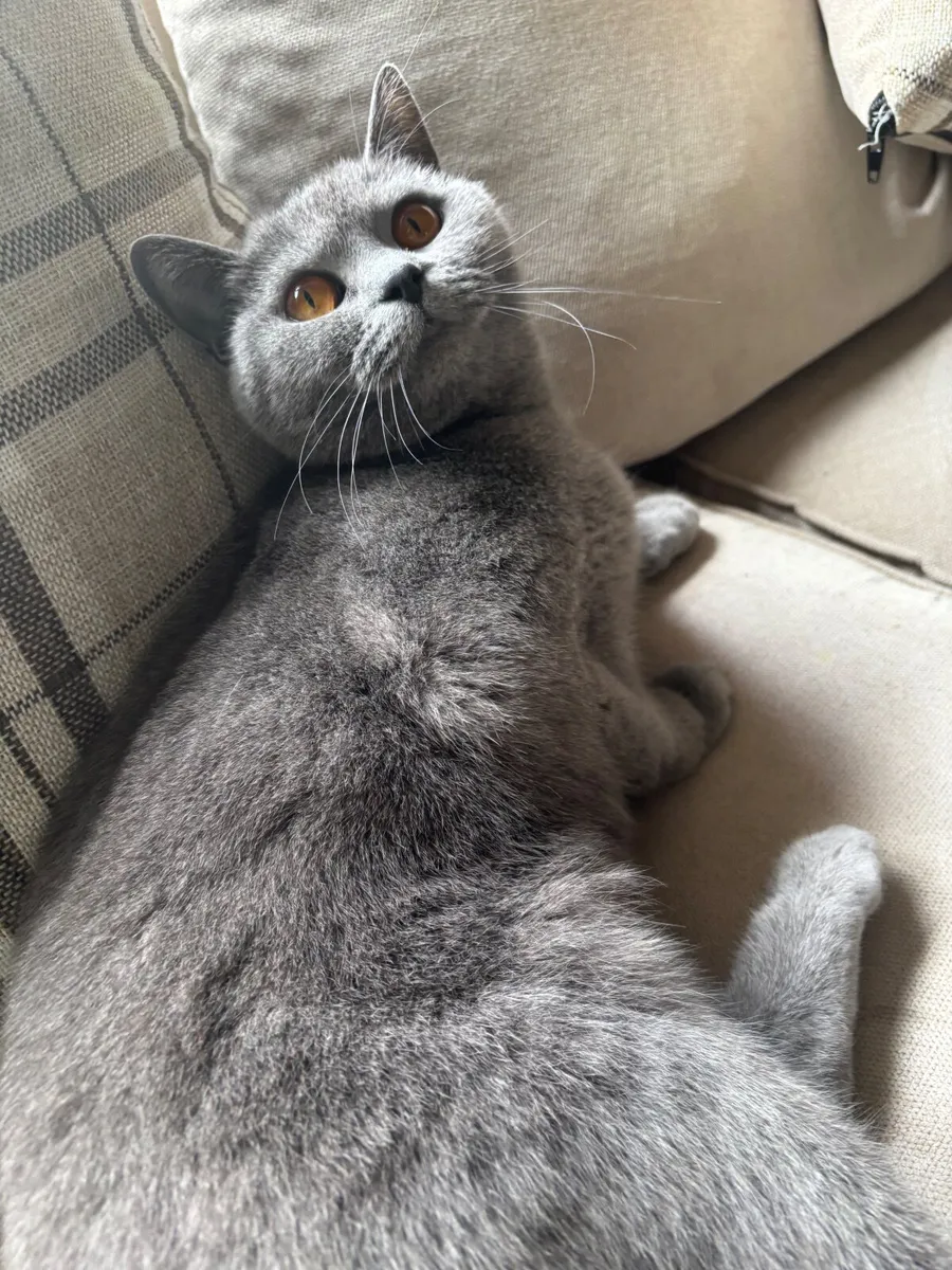 British cats - Image 3