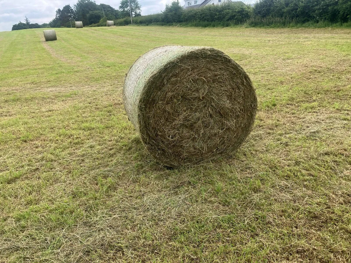 Hay - Image 1