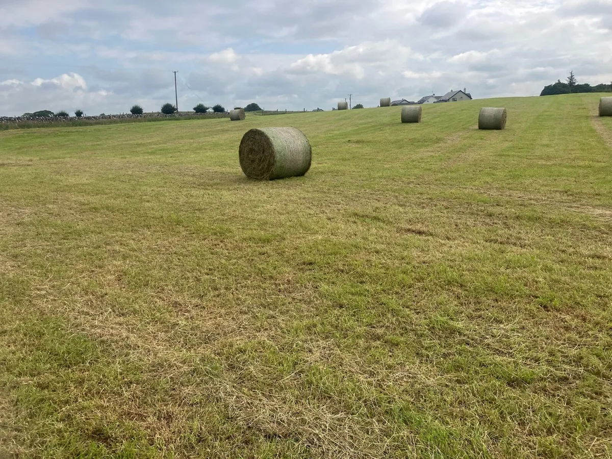 Hay - Image 2