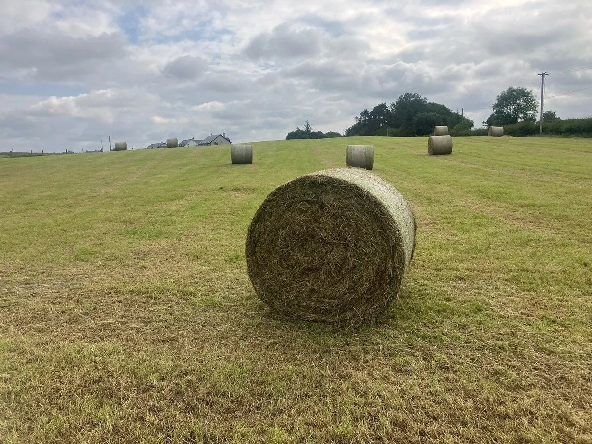 Hay - Image 3