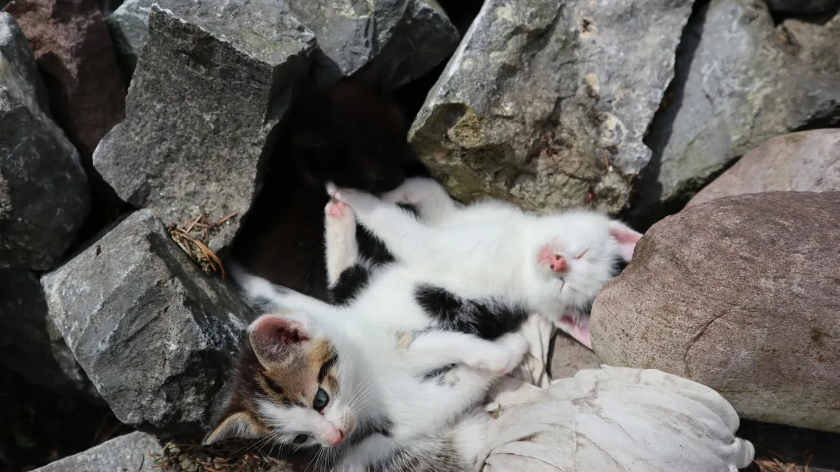 Kittens - Image 1
