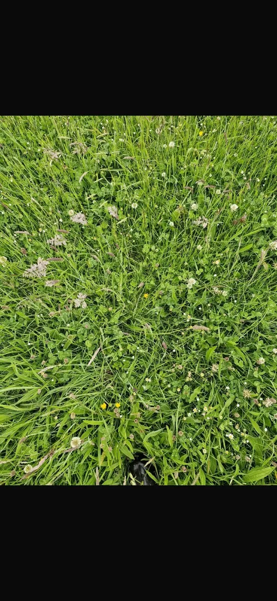 Haylage - Image 3