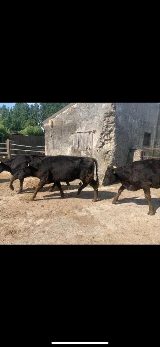 Angus heifers - Image 1