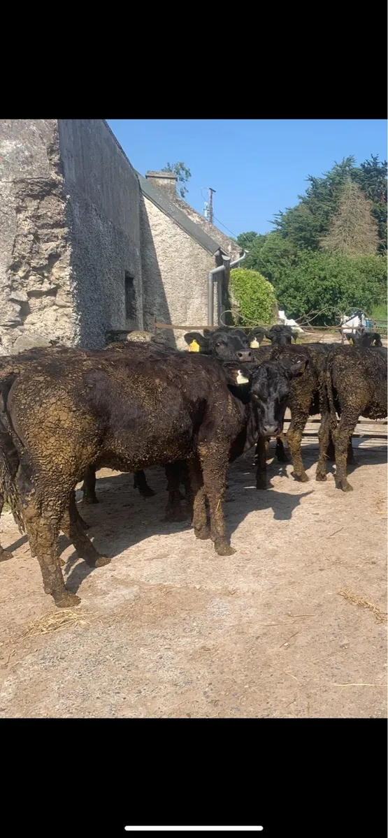 Angus heifers - Image 2