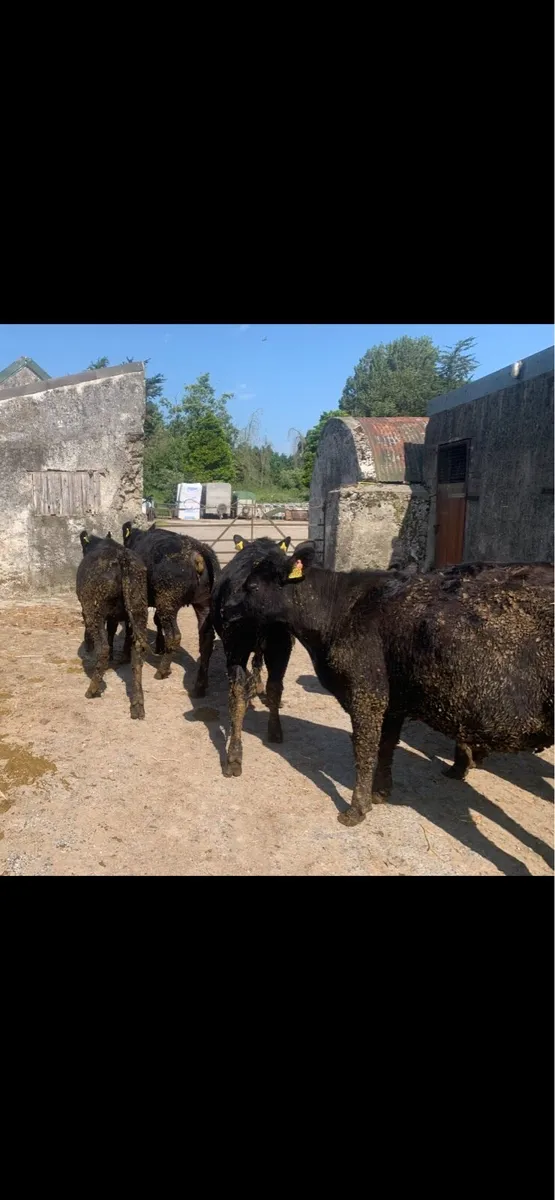 Angus heifers - Image 3
