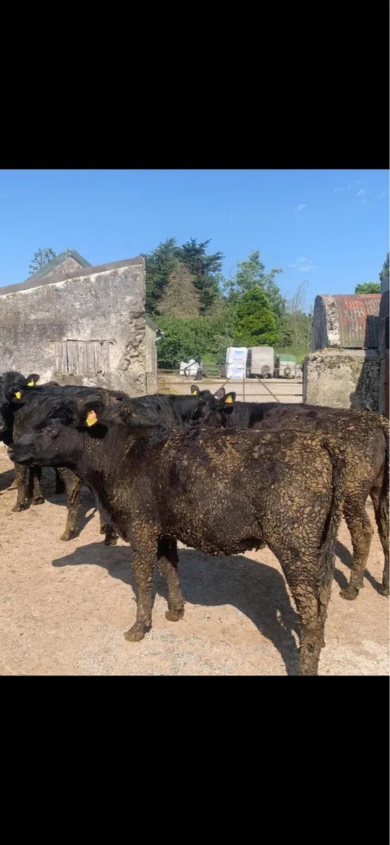 Angus heifers - Image 4
