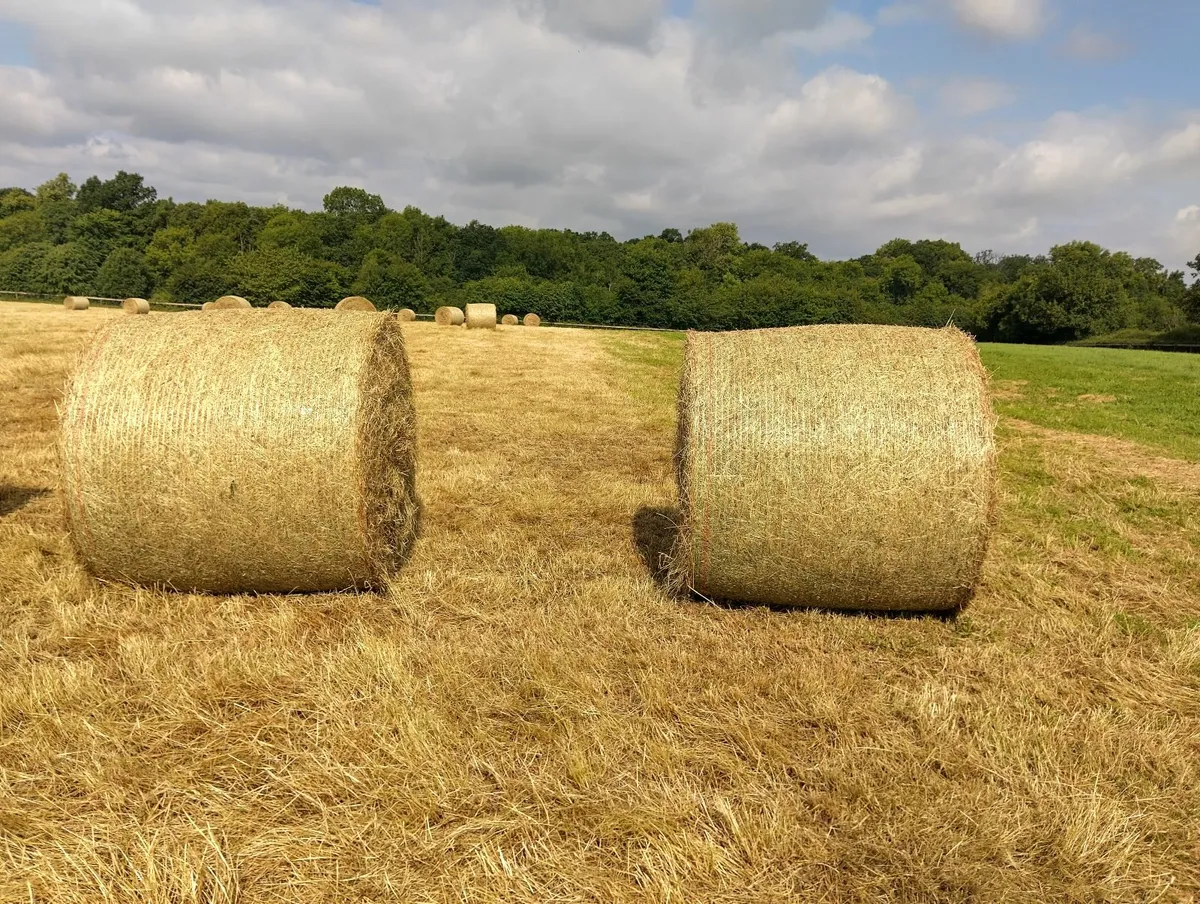 4x4 bales of hay - Image 3