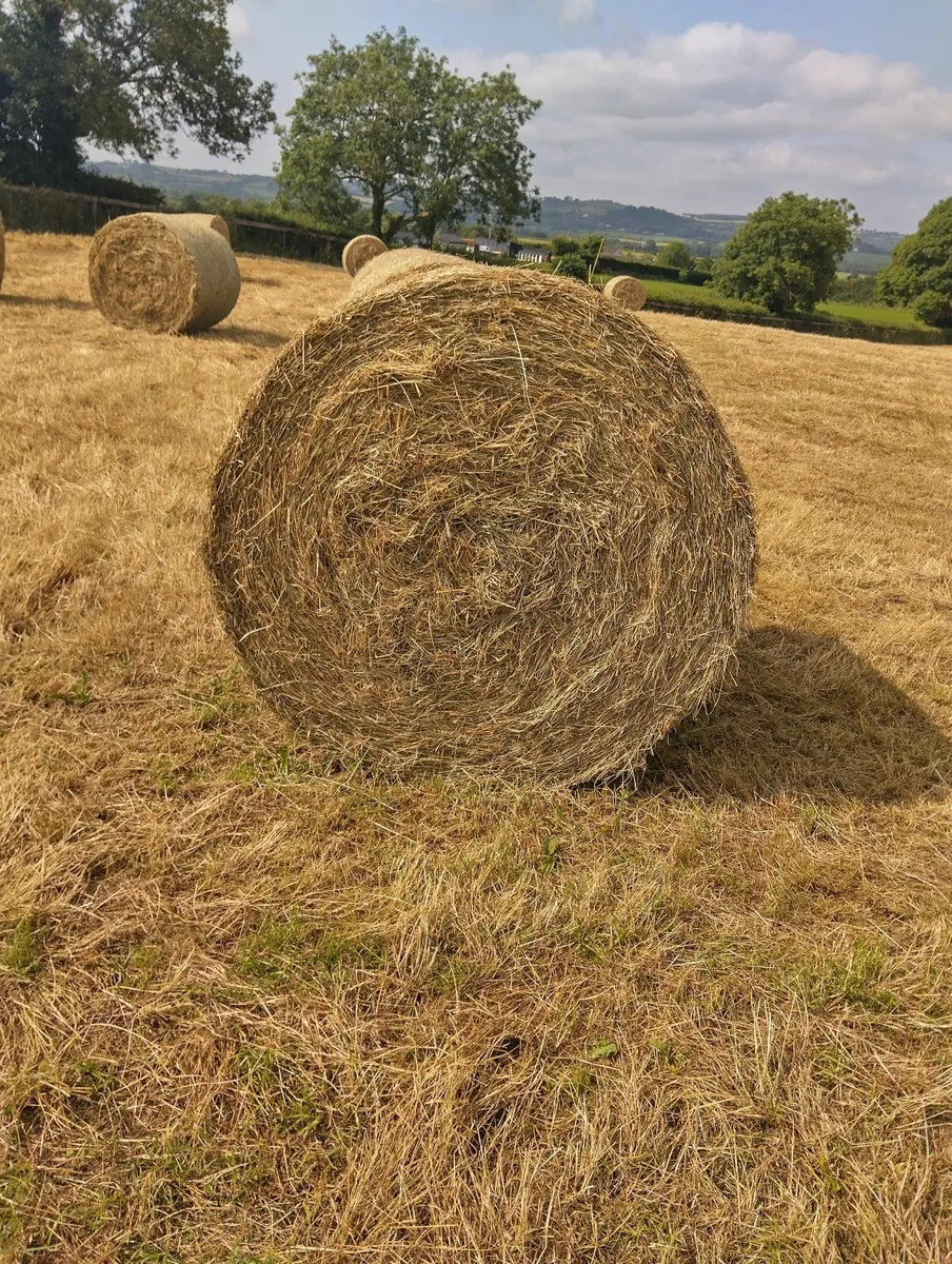 4x4 bales of hay - Image 2
