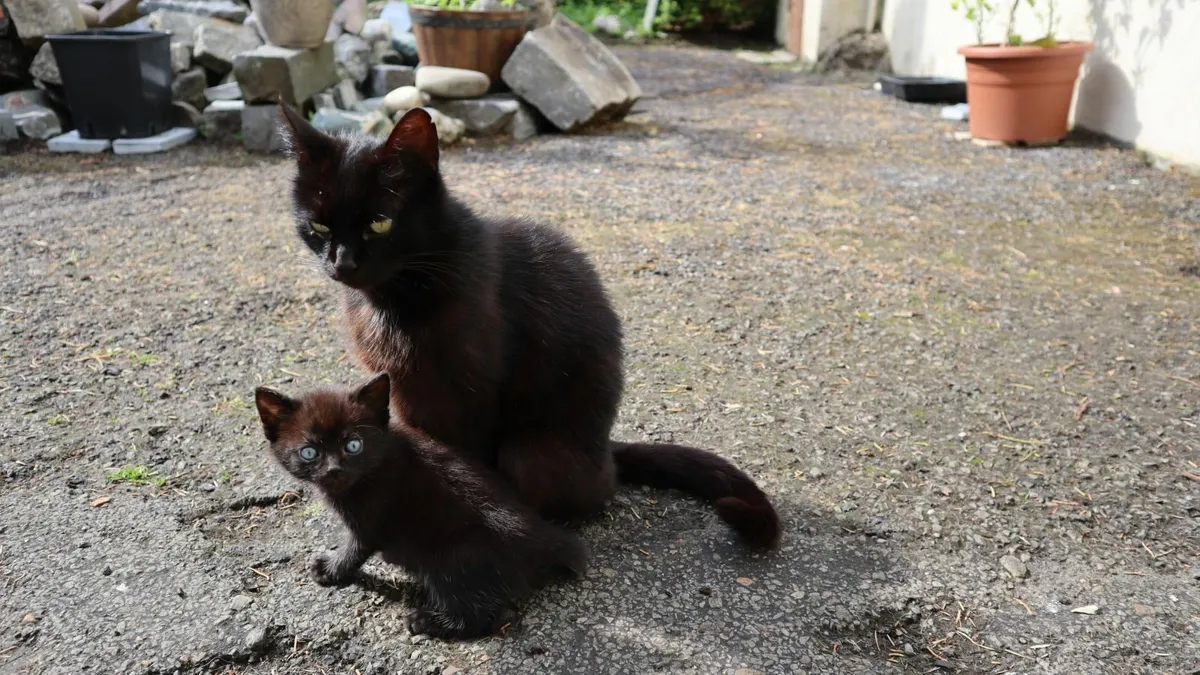 Kittens - Image 4