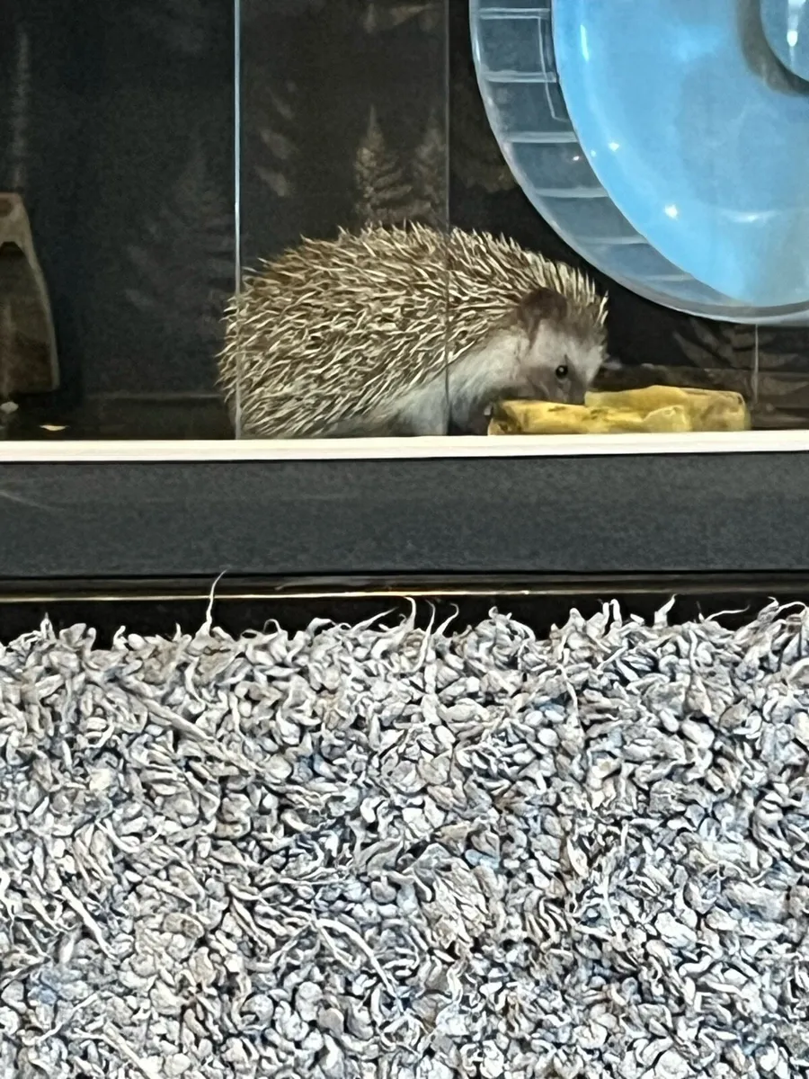 African Pygmy Hedgehog - Image 2
