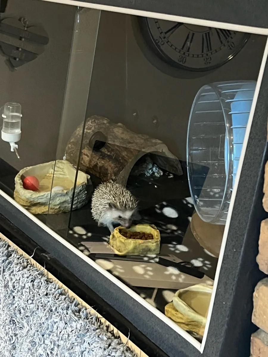 African Pygmy Hedgehog - Image 3