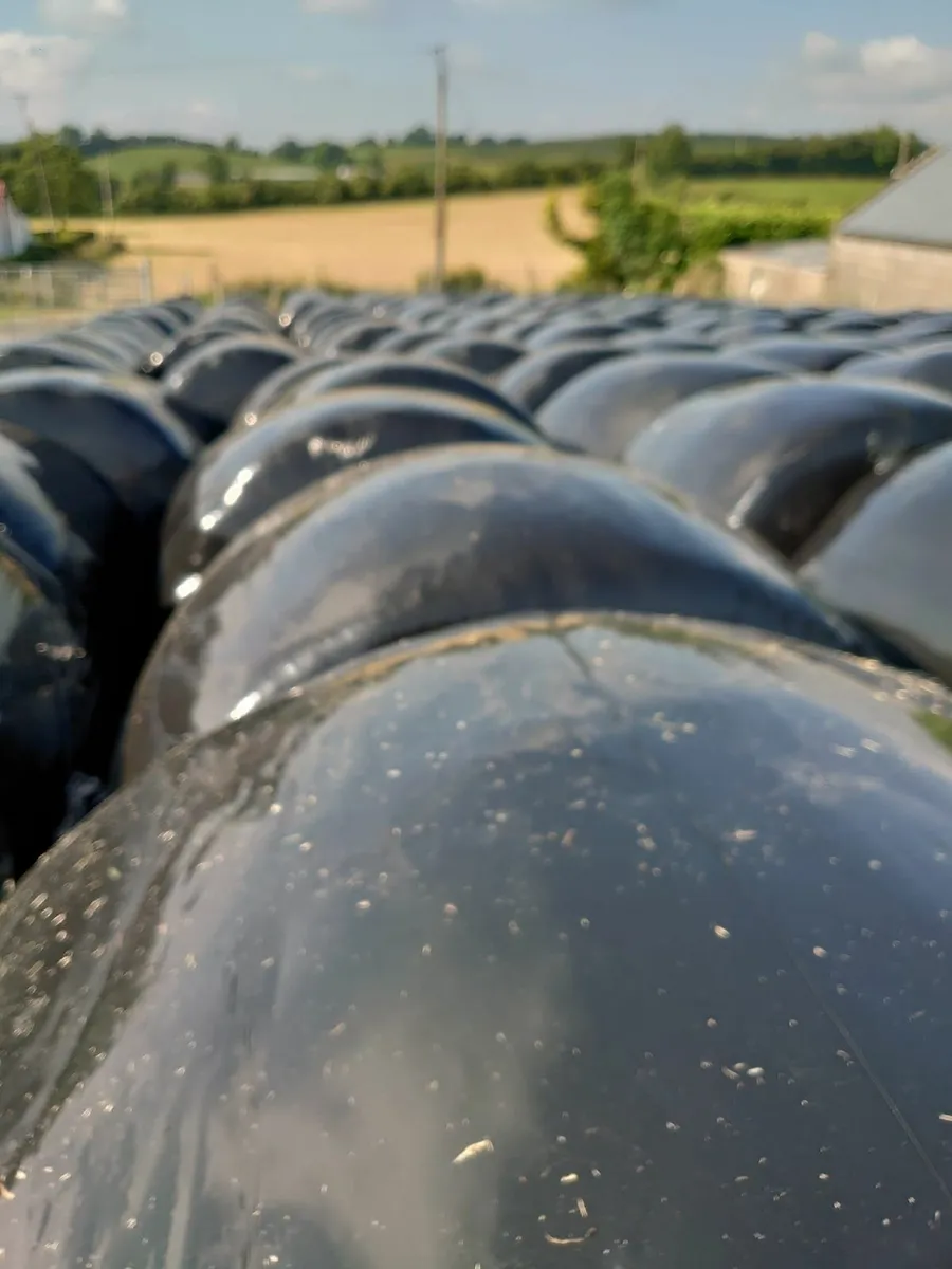 Silage for sale - Image 3