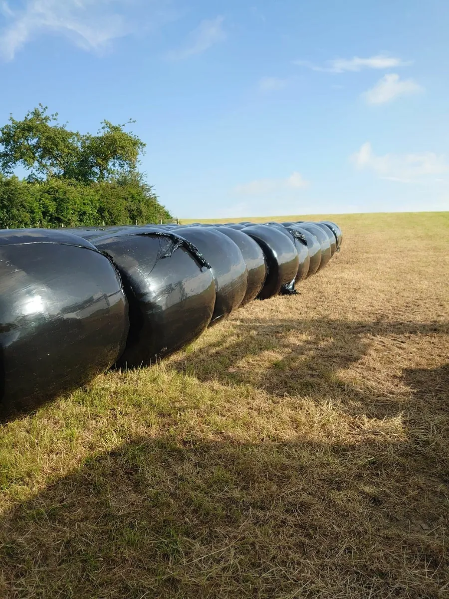 Silage for sale - Image 4
