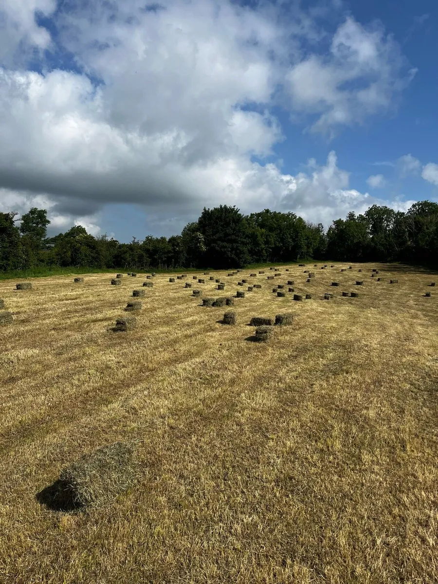 Small Square Bales of Hay - Image 1