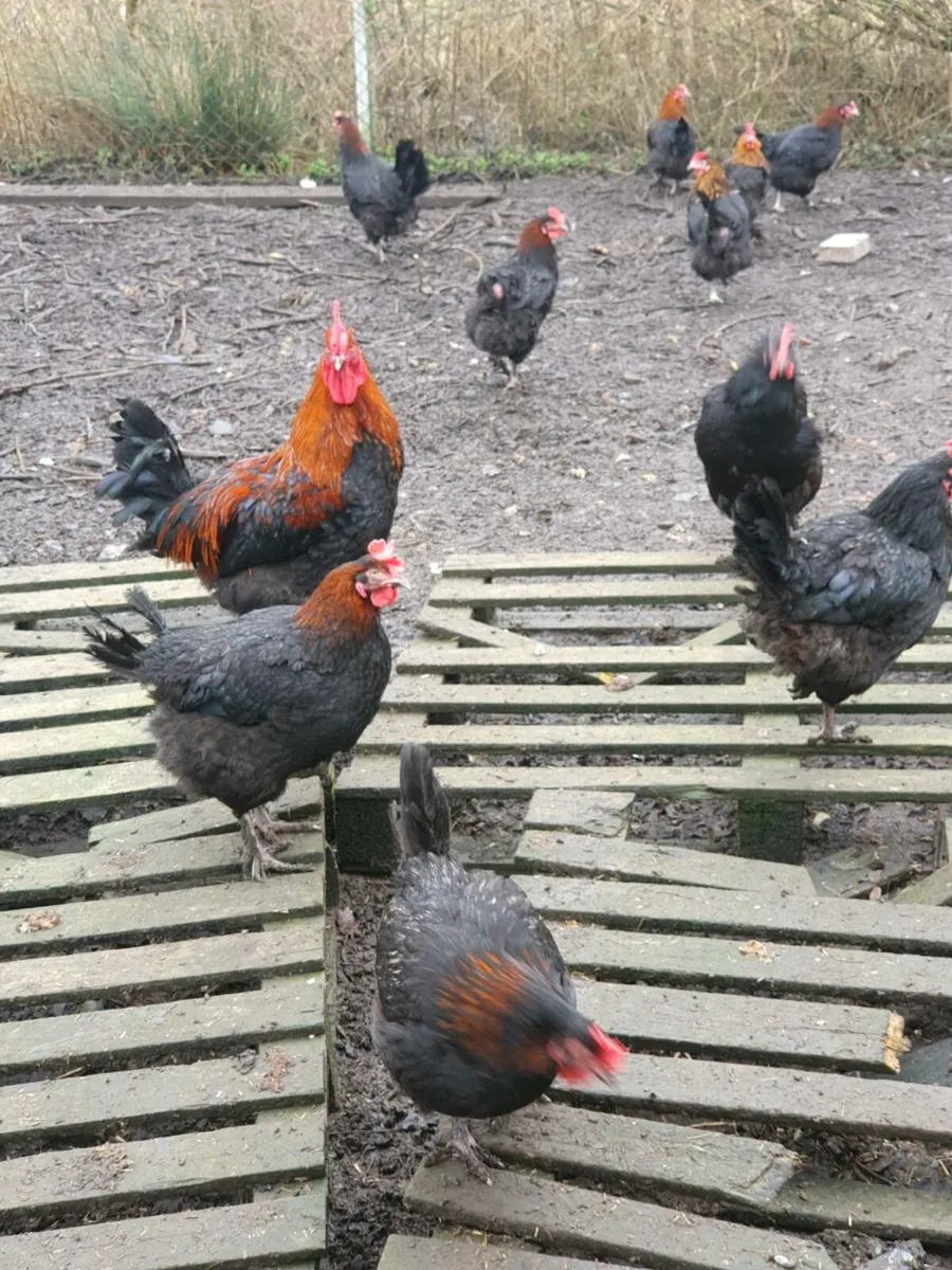 Hens/pullets every day in kildare - Image 3