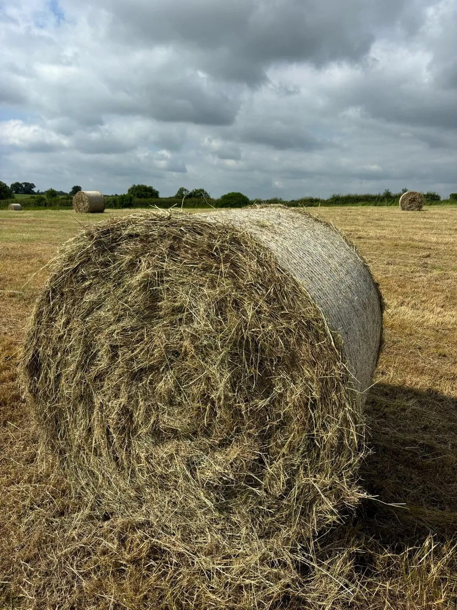 Hay - Image 1