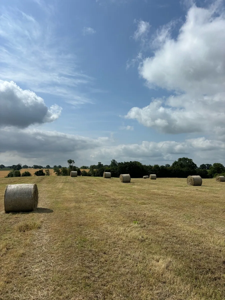 Hay - Image 2