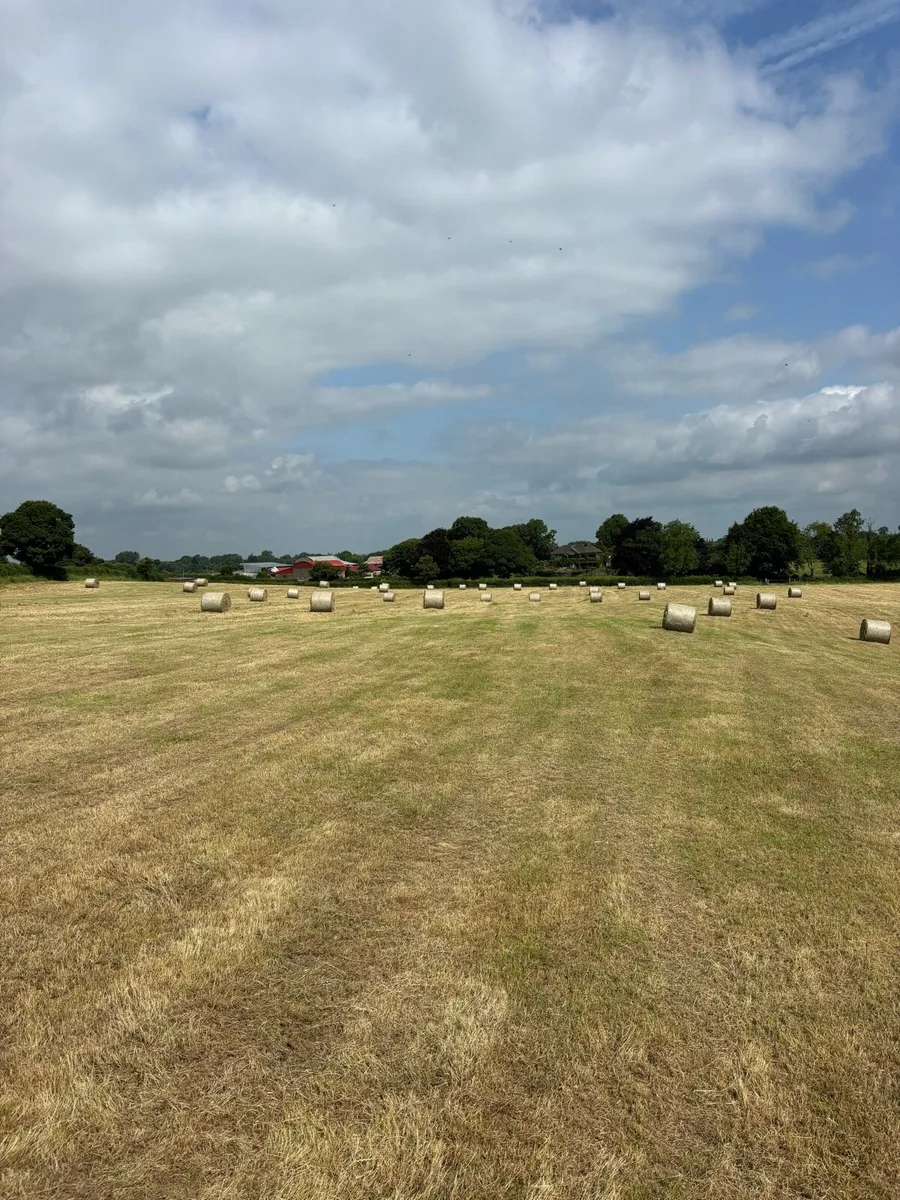 Hay - Image 3