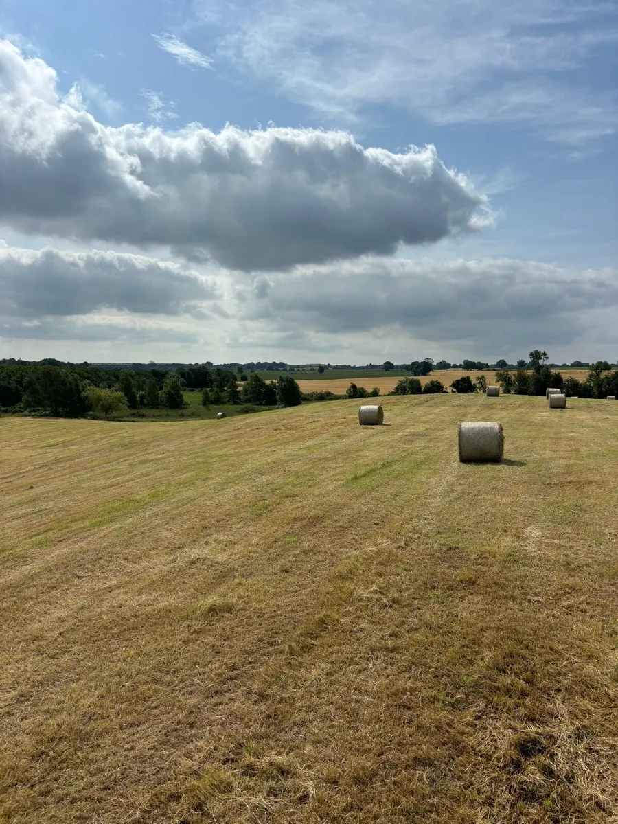 Hay - Image 4