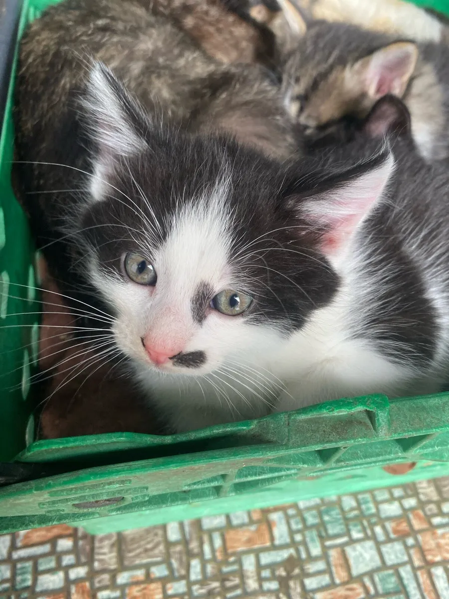 Kittens - Image 1