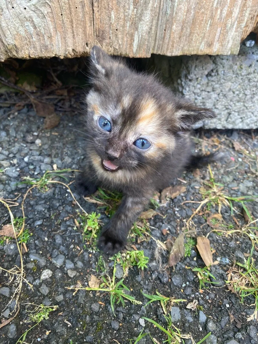 Kittens - Image 2