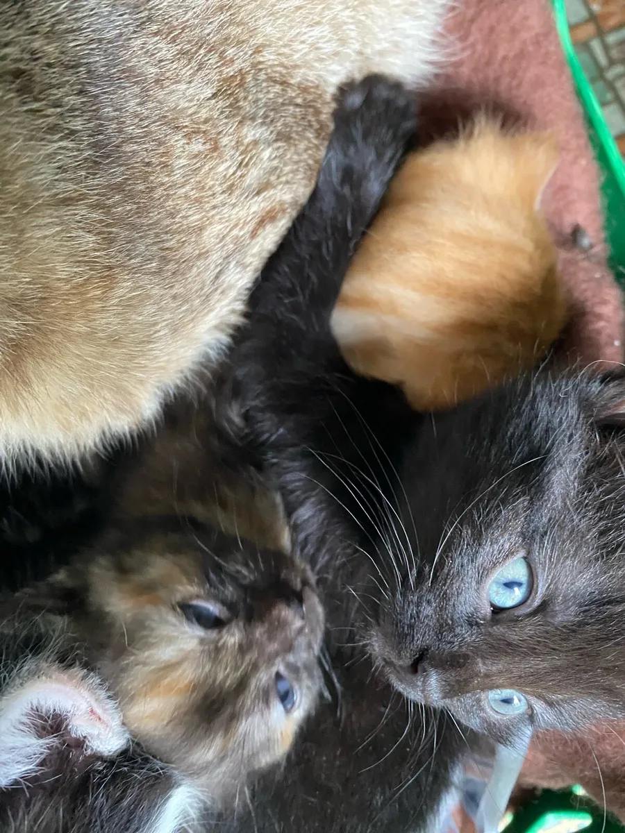 Kittens - Image 3