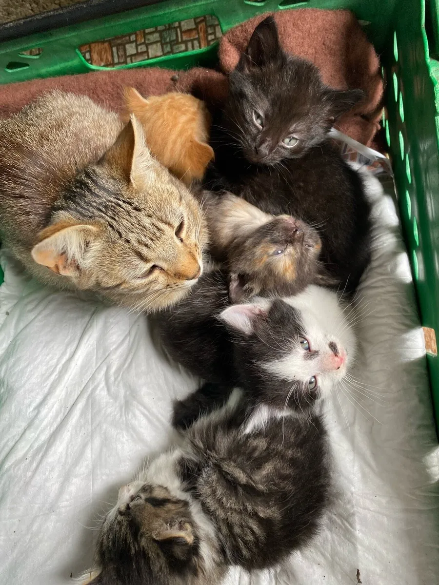 Kittens - Image 4