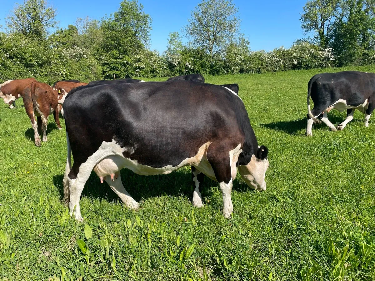 Organic cow and calf - Image 1