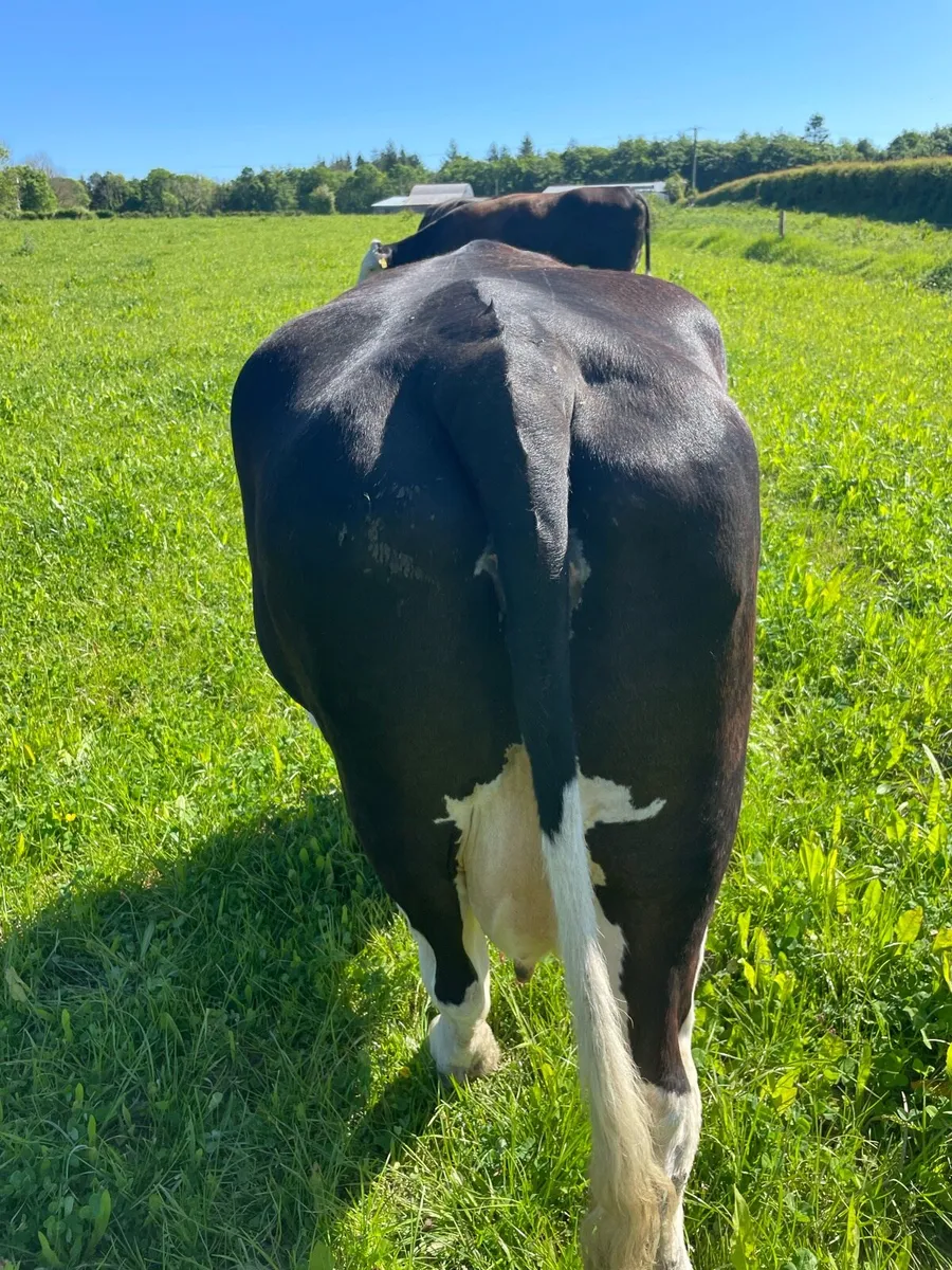 Organic cow and calf - Image 2