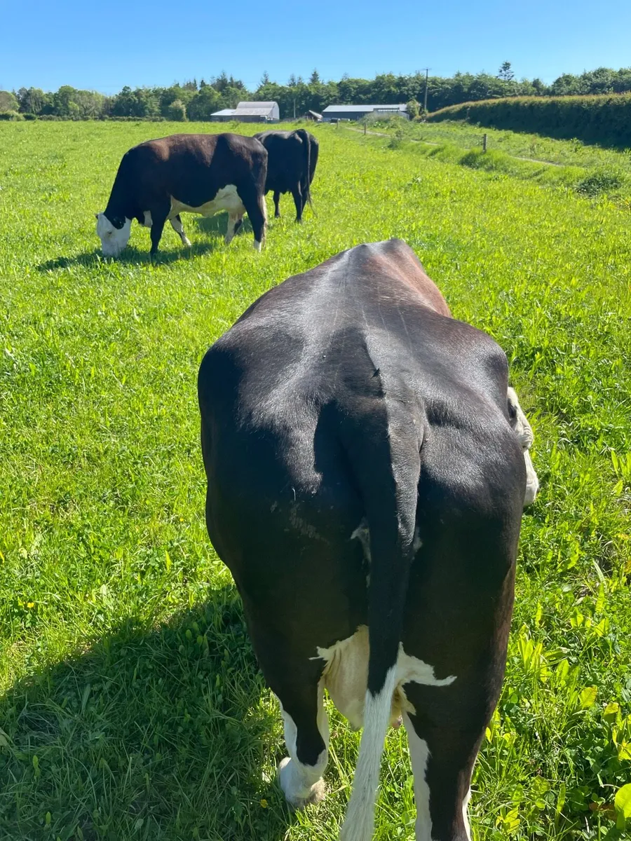 Organic cow and calf - Image 3