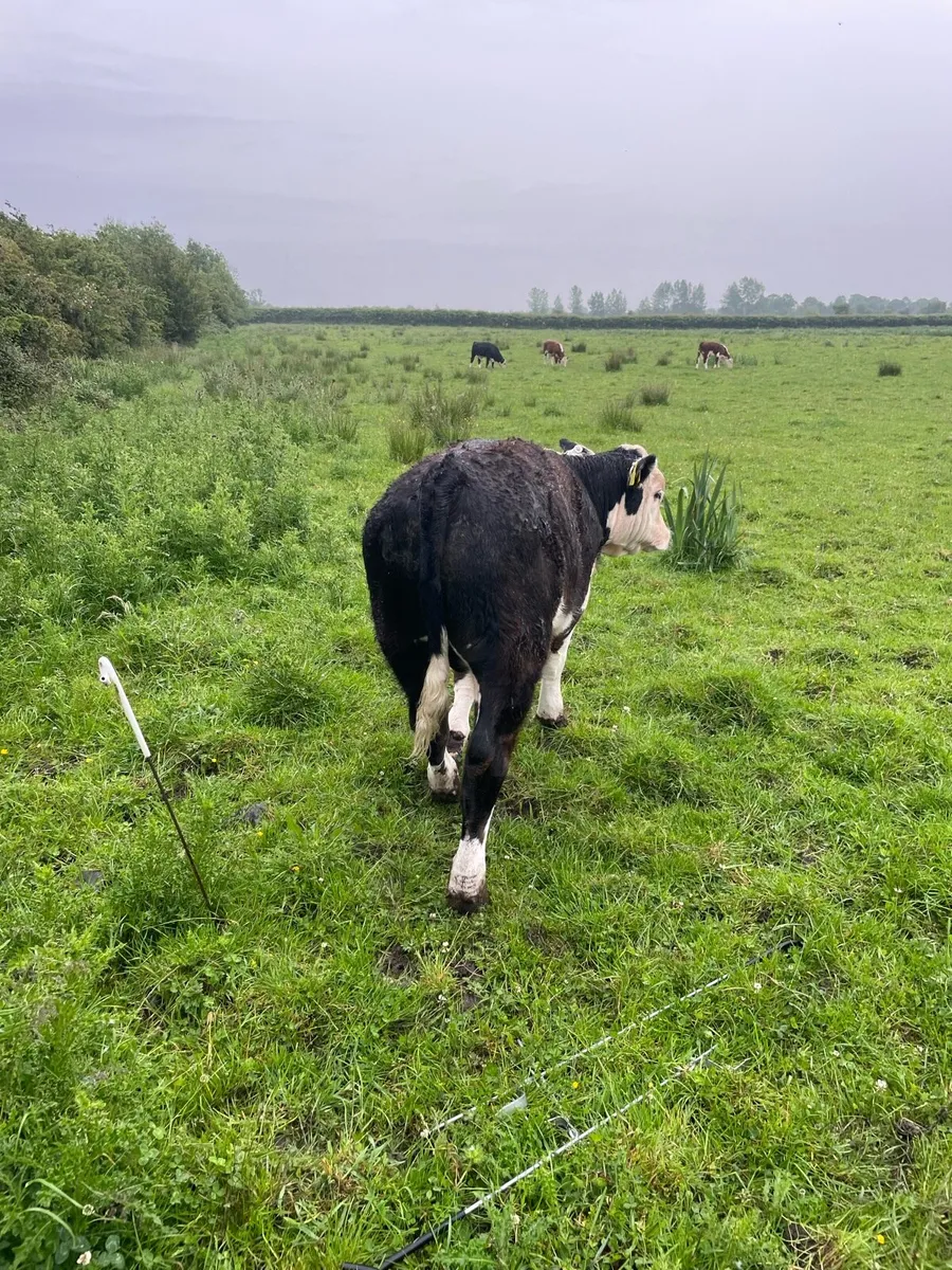 Organic cow and calf - Image 4