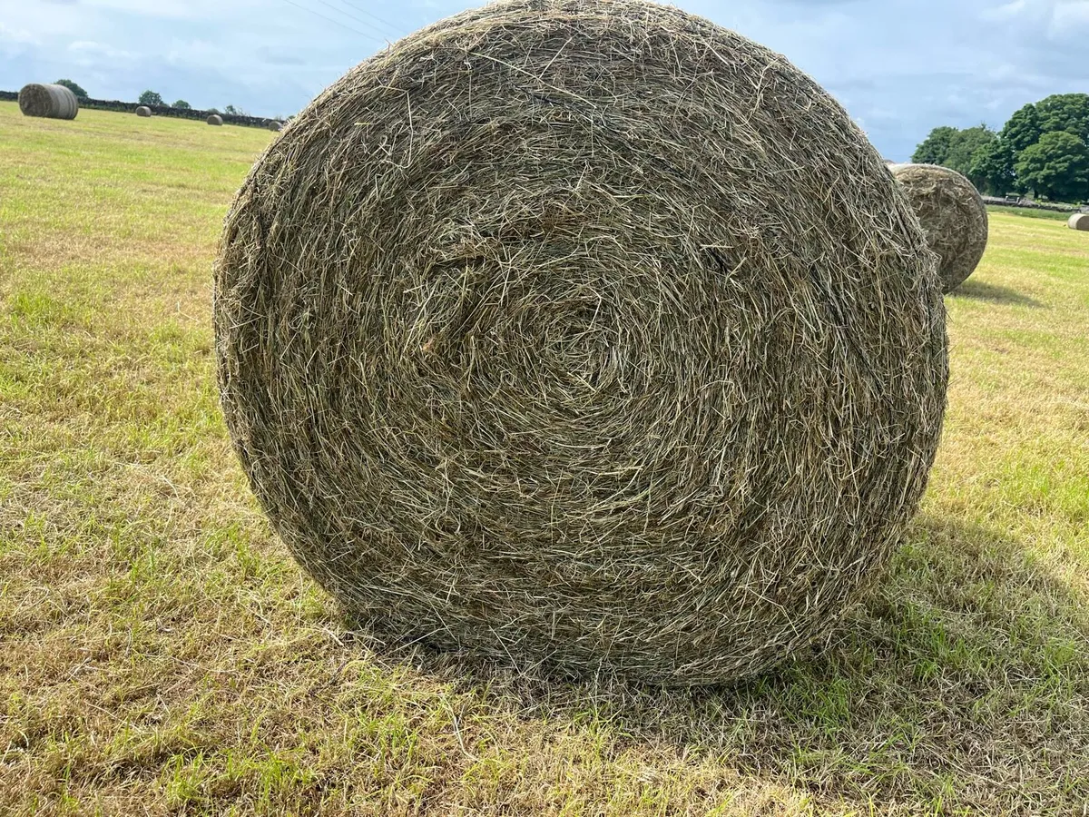 Hay - Image 2