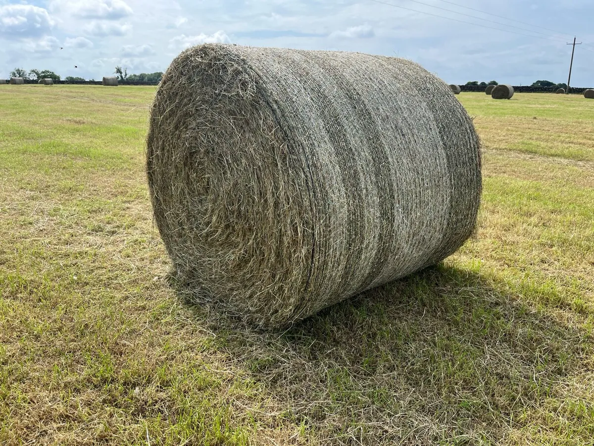 Hay - Image 3