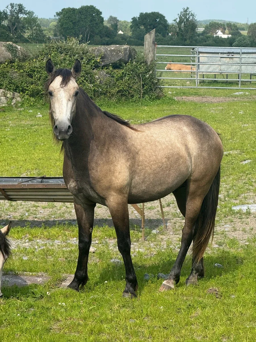 Connemara ponies (1 Dun Filly & 2 Geldings) - Image 2