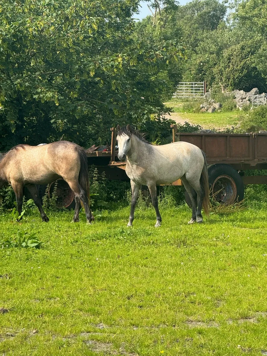Connemara ponies (1 Dun Filly & 2 Geldings) - Image 3