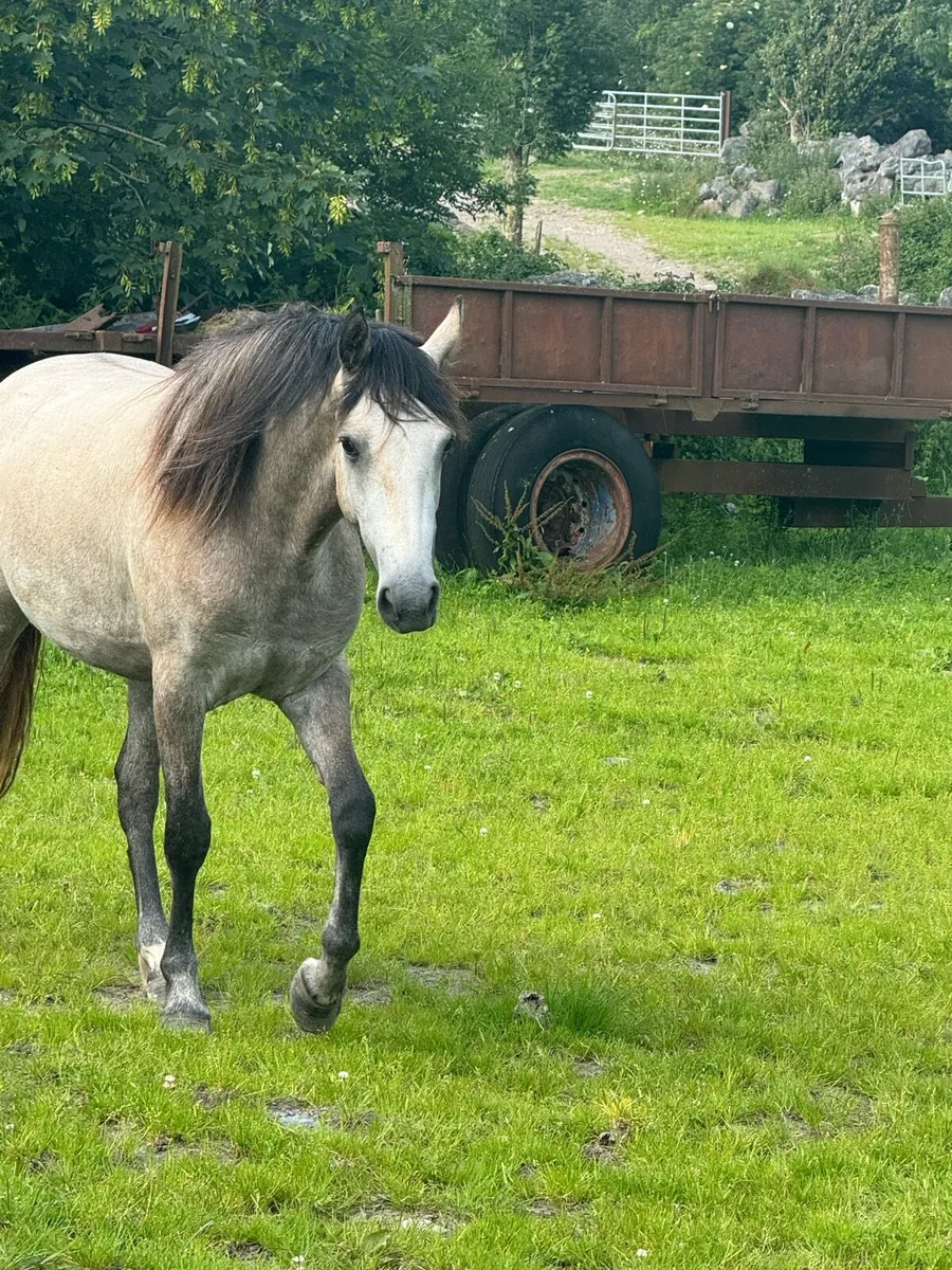 Connemara ponies (1 Dun Filly & 2 Geldings) - Image 4