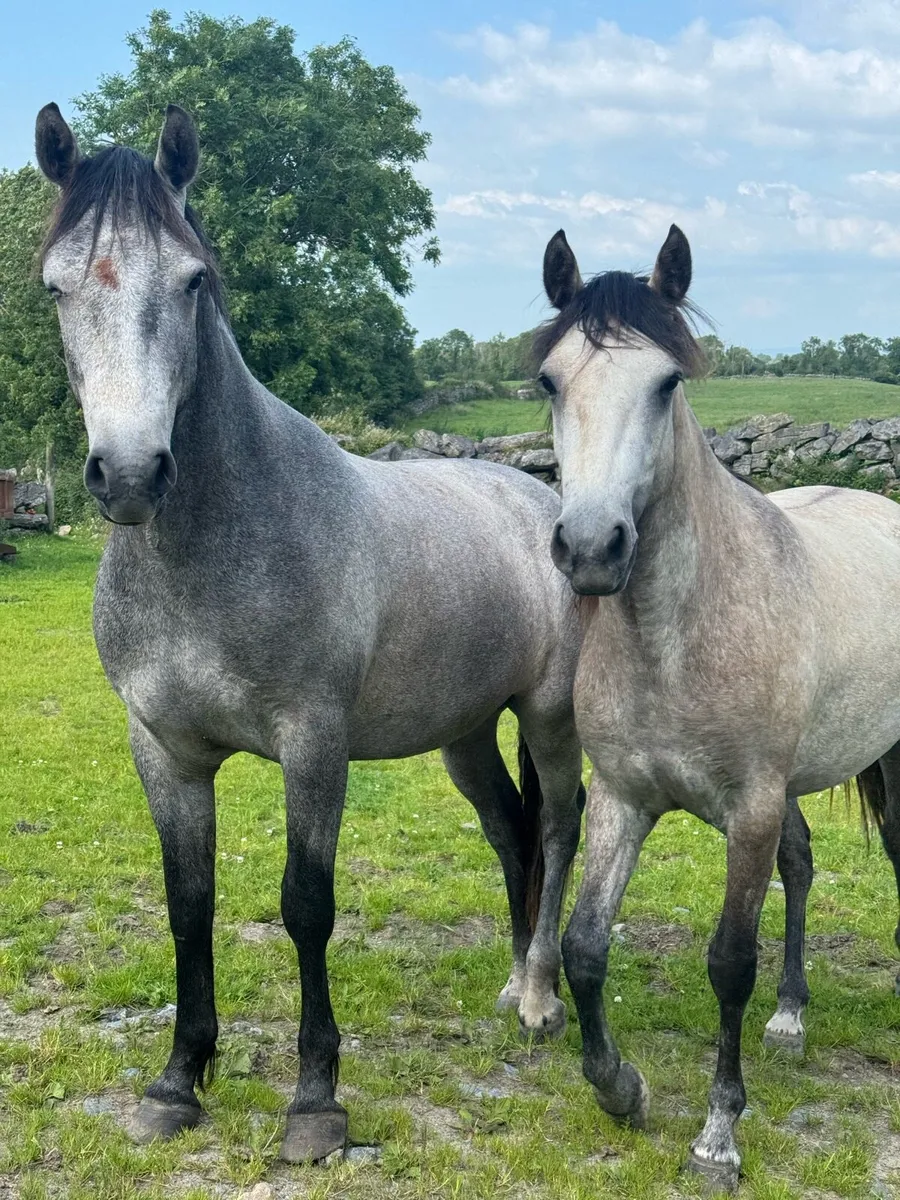 Connemara ponies (1 Dun Filly & 2 Geldings) - Image 1
