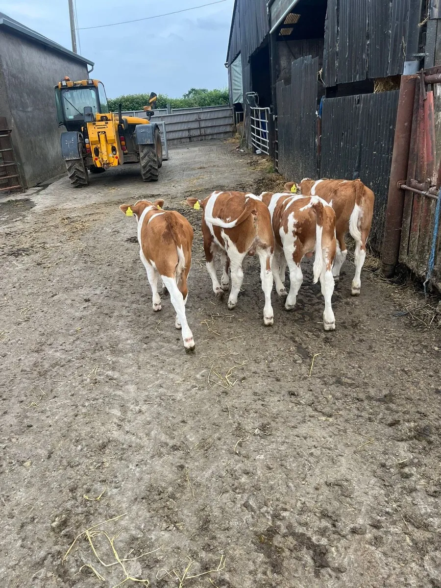 Mont Beliarde Calves - Image 1