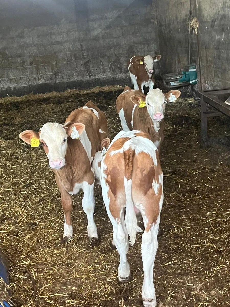 Mont Beliarde Calves - Image 2