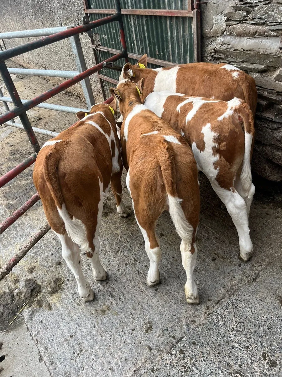 Mont Beliarde Calves - Image 4
