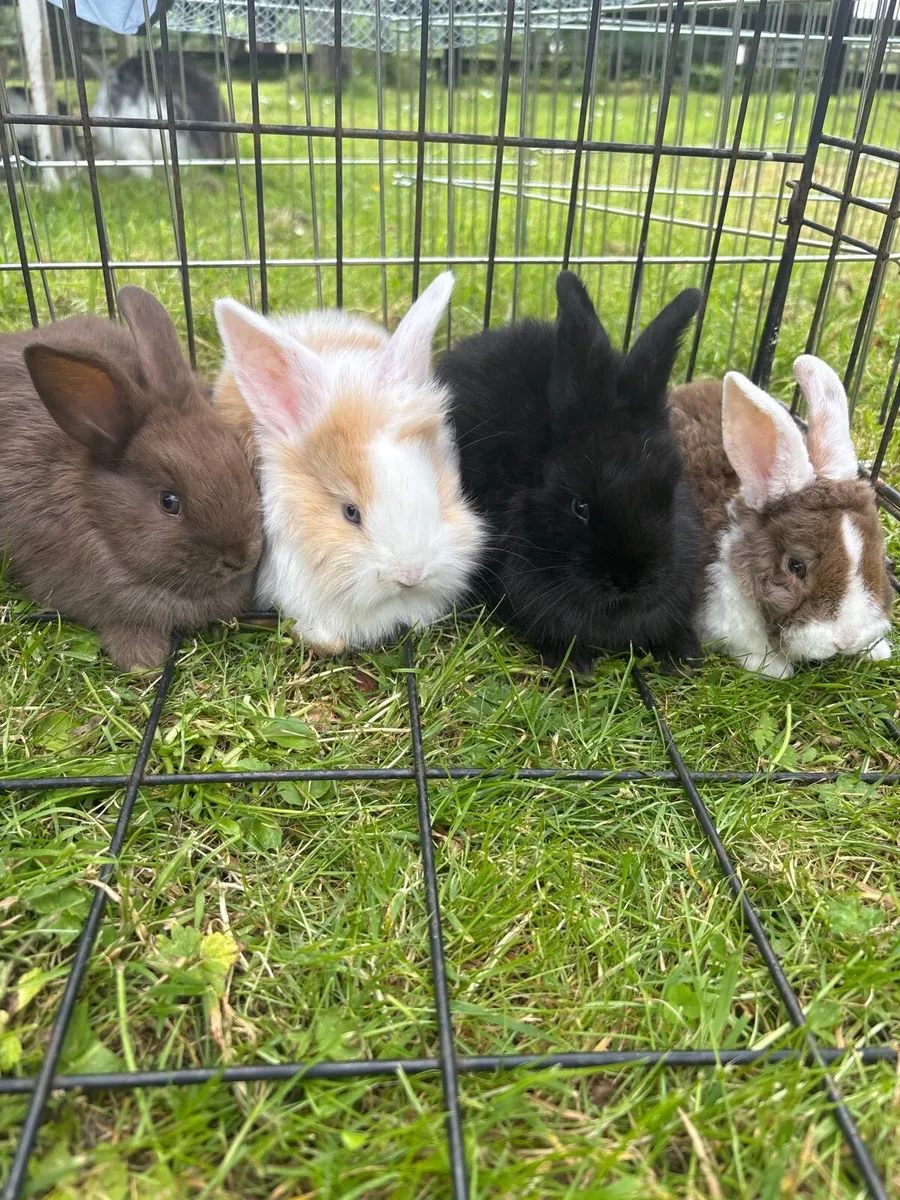 Baby rabbits - Image 1