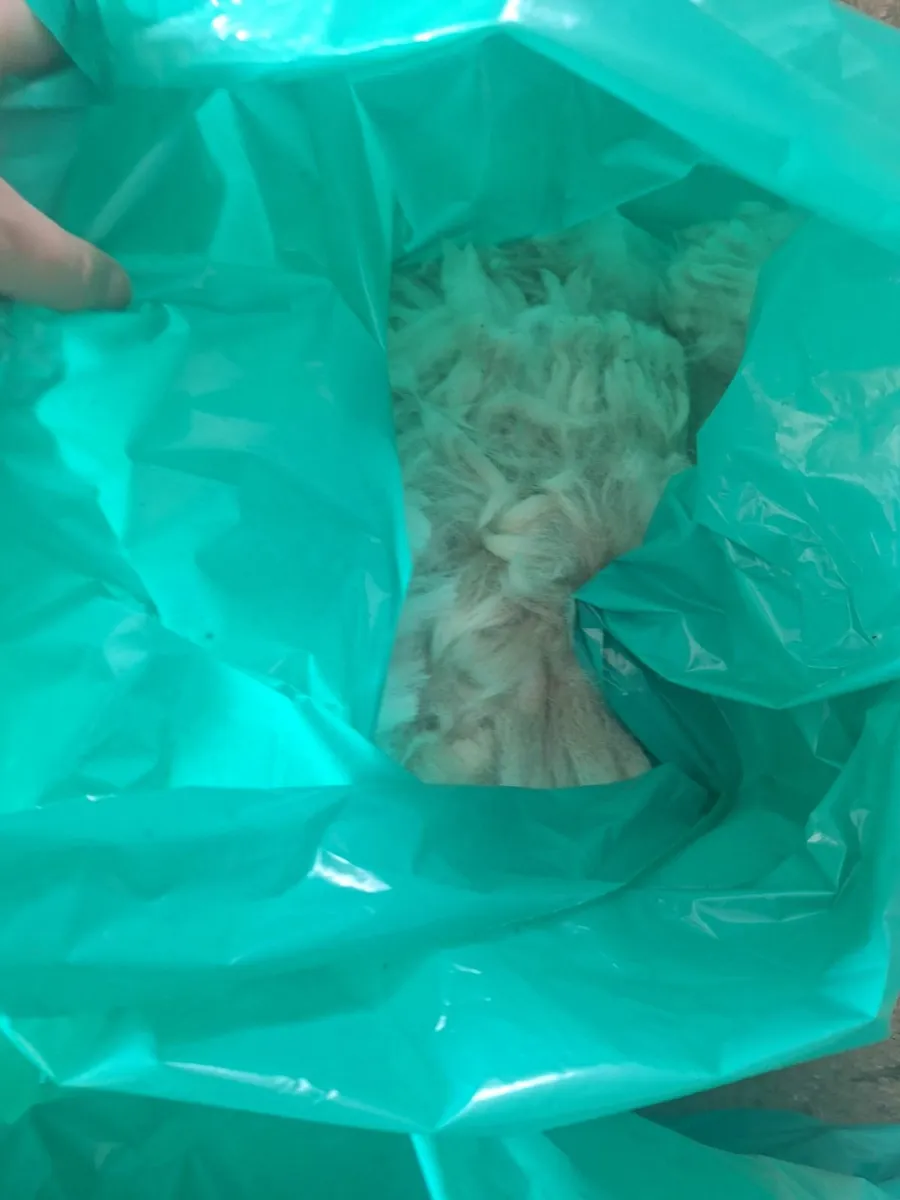 Alpaca wool - Image 1