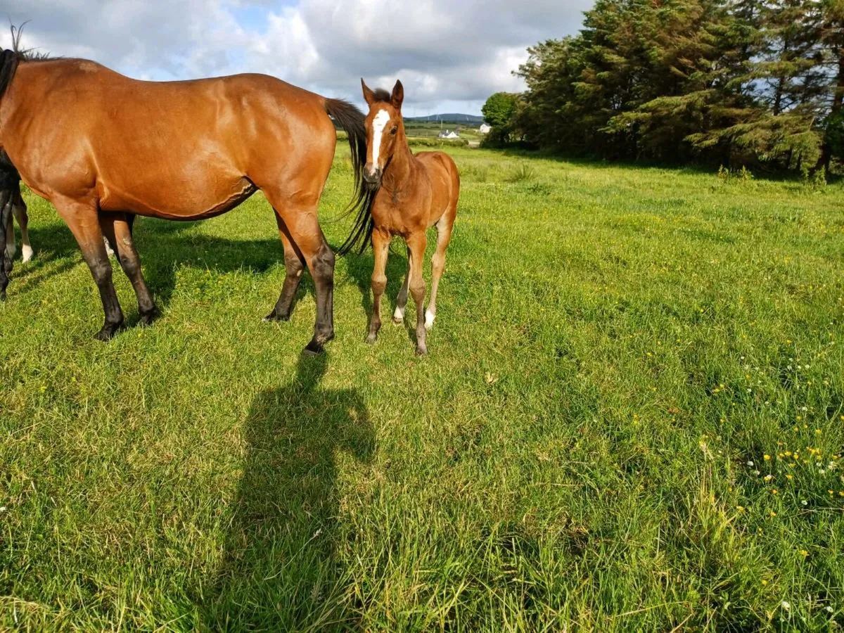 Mare and foal - Image 2