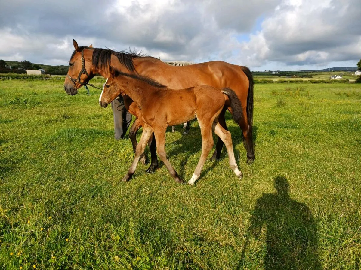 Mare and foal - Image 1