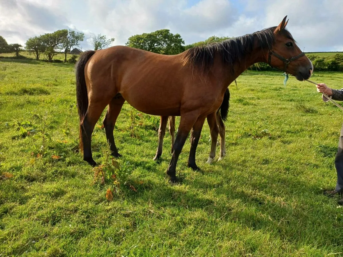 Mare and foal - Image 3