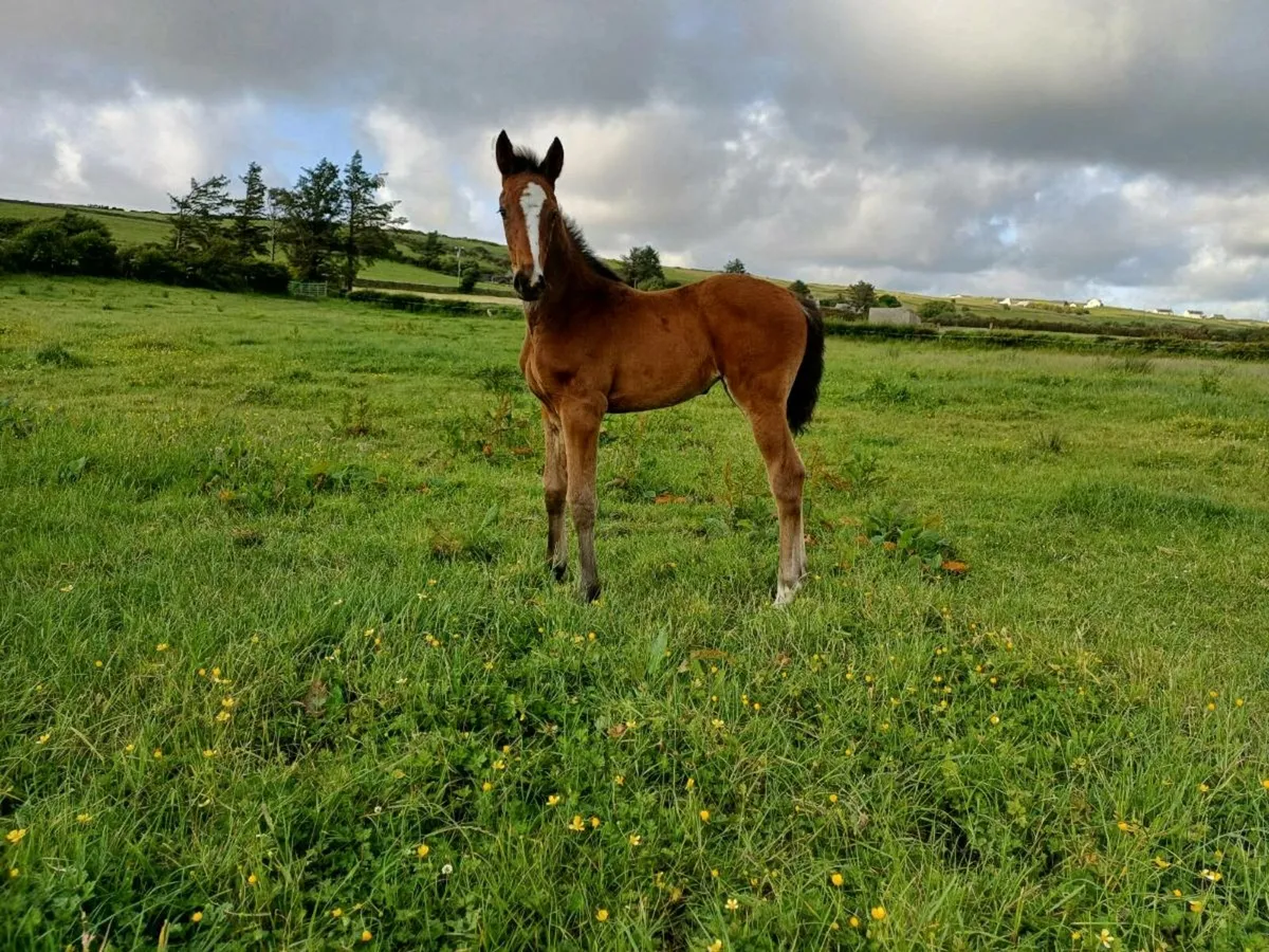 Mare and foal - Image 4